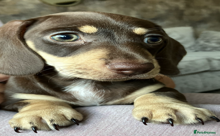 Miniature Dachshund dogs - Advert 11