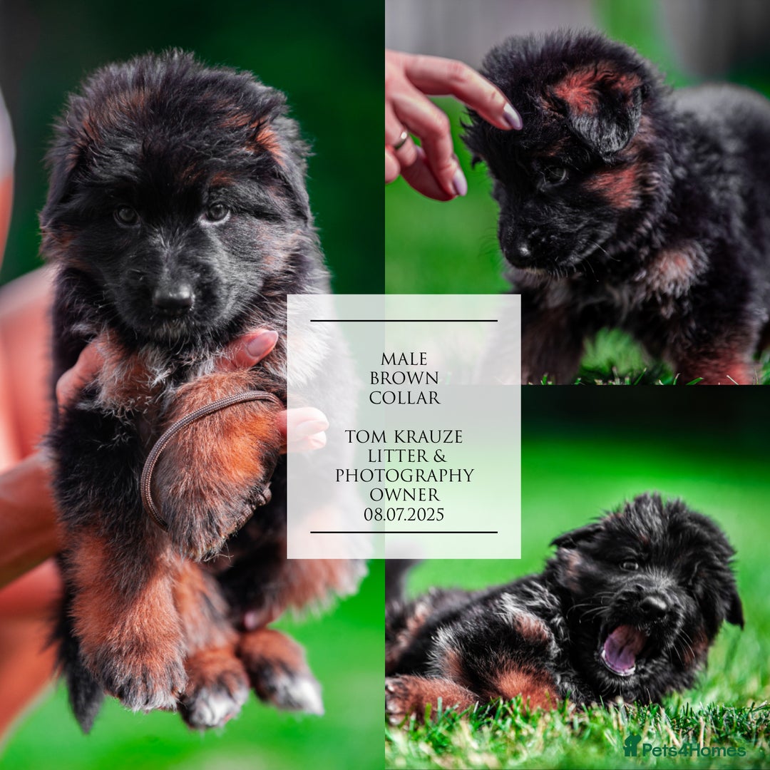 German Shepherd dogs for sale: 😍Little Paws Big Heart😍gsd puppies longhaired😍 - Image 10
