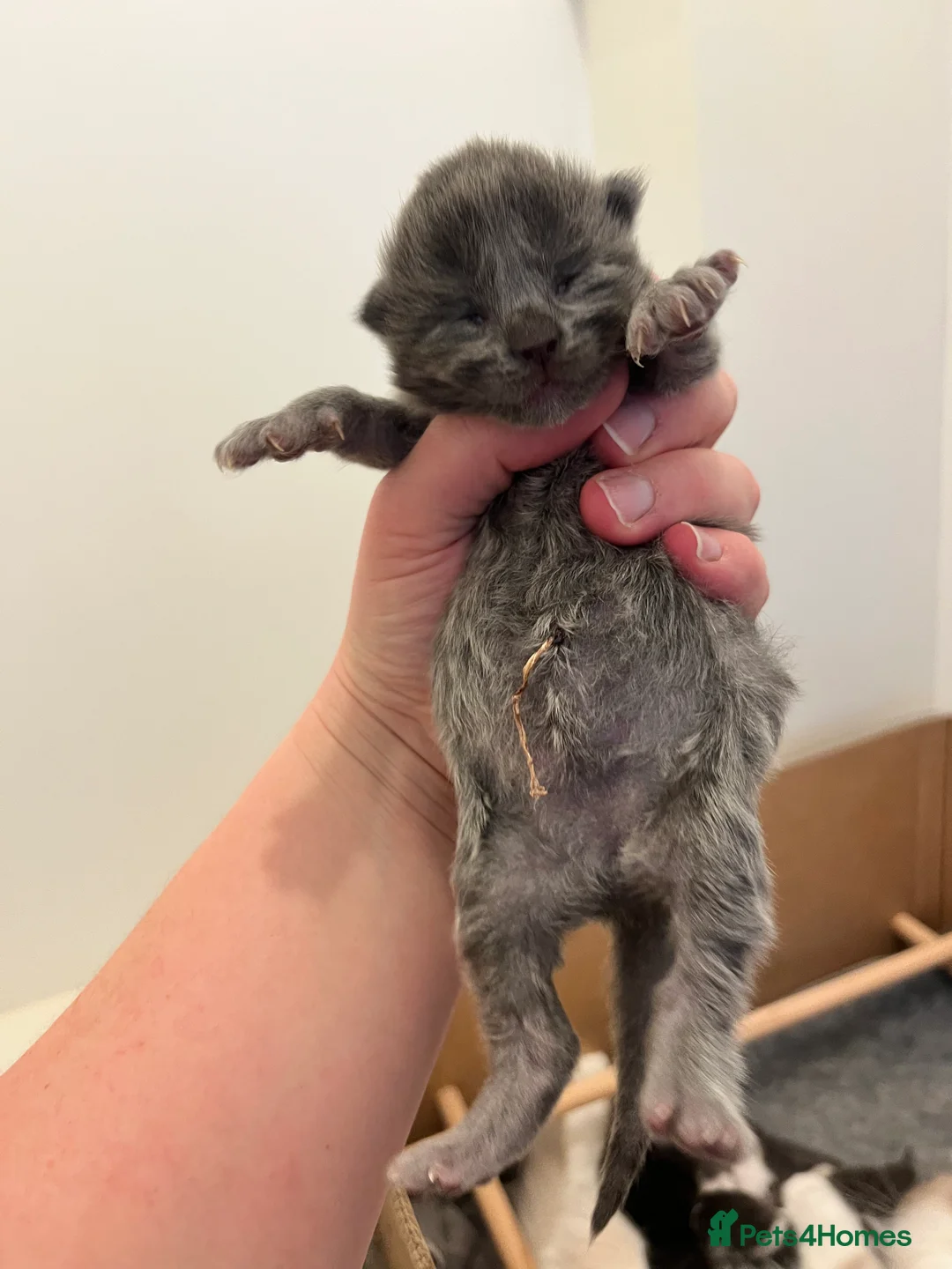 Mixed Breed cats for sale: Ragdoll x Mainecoon Kittens  in Sandown - Advert 4