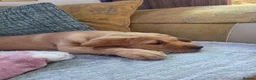 Labrador Retriever dogs for sale: 9 week old bitch for sale. - Advert 5