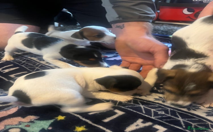 Jack Russell dogs - Advert 2