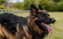 German Shepherd dogs for stud: STUD Mustang german shepherd KC  in Stoke-on-Trent - Image 9
