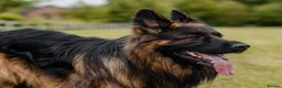 German Shepherd dogs for stud: STUD Mustang german shepherd KC  in Stoke-on-Trent - Advert 9