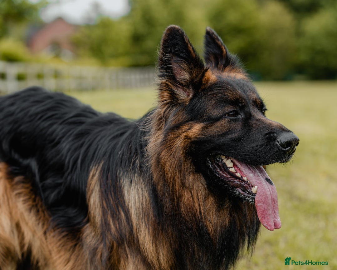 German Shepherd dogs for stud: STUD Mustang german shepherd KC  in Stoke-on-Trent - Image 9