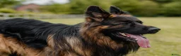 German Shepherd dogs for stud: STUD Mustang german shepherd KC  in Stoke-on-Trent - Advert 9