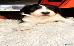 Sprollie dogs for sale: Puppies from Border Collie  - Image 19