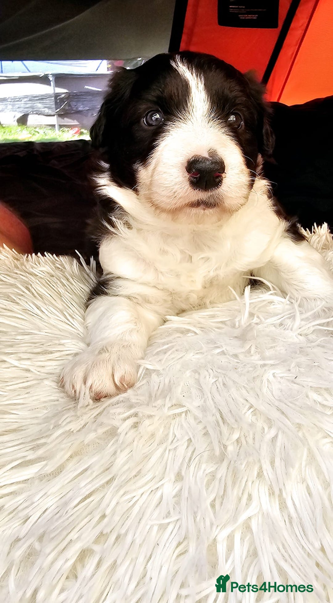 Sprollie dogs for sale: Puppies from Border Collie  - Image 19