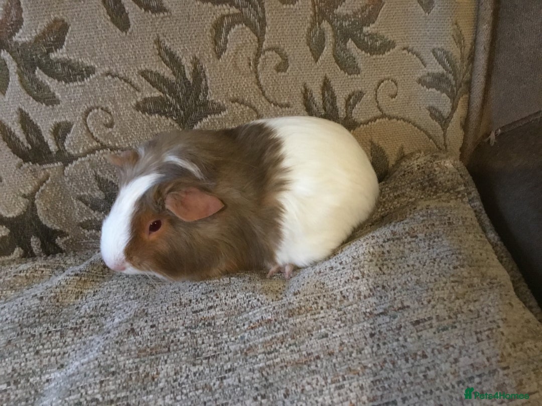 Guinea Pig rodents for sale: Baby females ready now - Advert 4