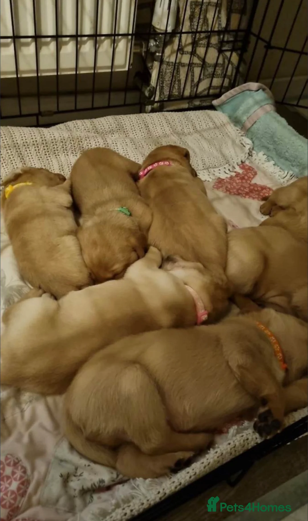 Labrador Retriever dogs for sale: Stunning fox red Labrador puppies *chunky* - Advert 5