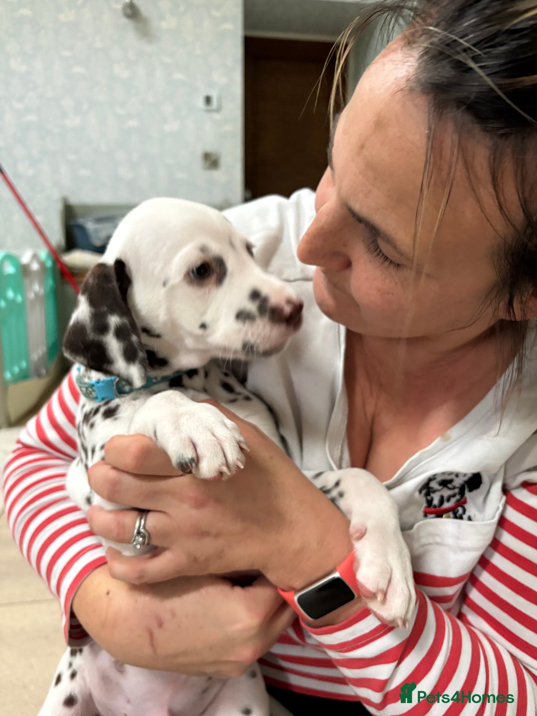 Dalmatian dogs for sale: Our gorgeous Liver boy  - Image 6