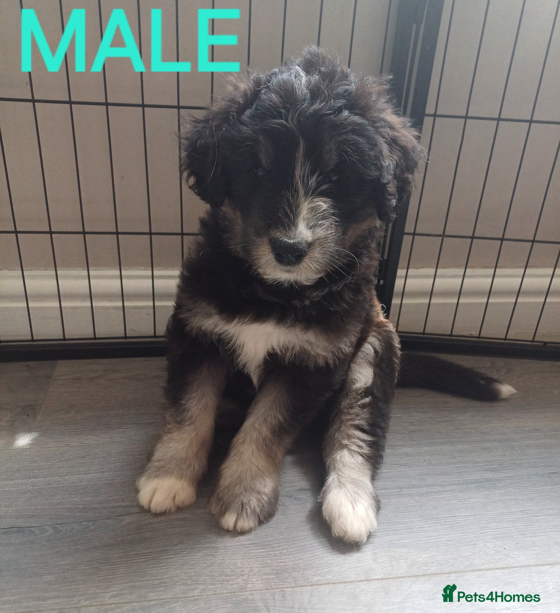 Mixed Breed dogs **Stunning Huskydoodles** - Advert 6