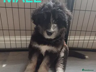 Mixed Breed dogs **Stunning Huskydoodles** - Advert 6