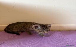 Domestic Shorthair cats for sale: 5 Kittens Looking For A Good Home - Image 8