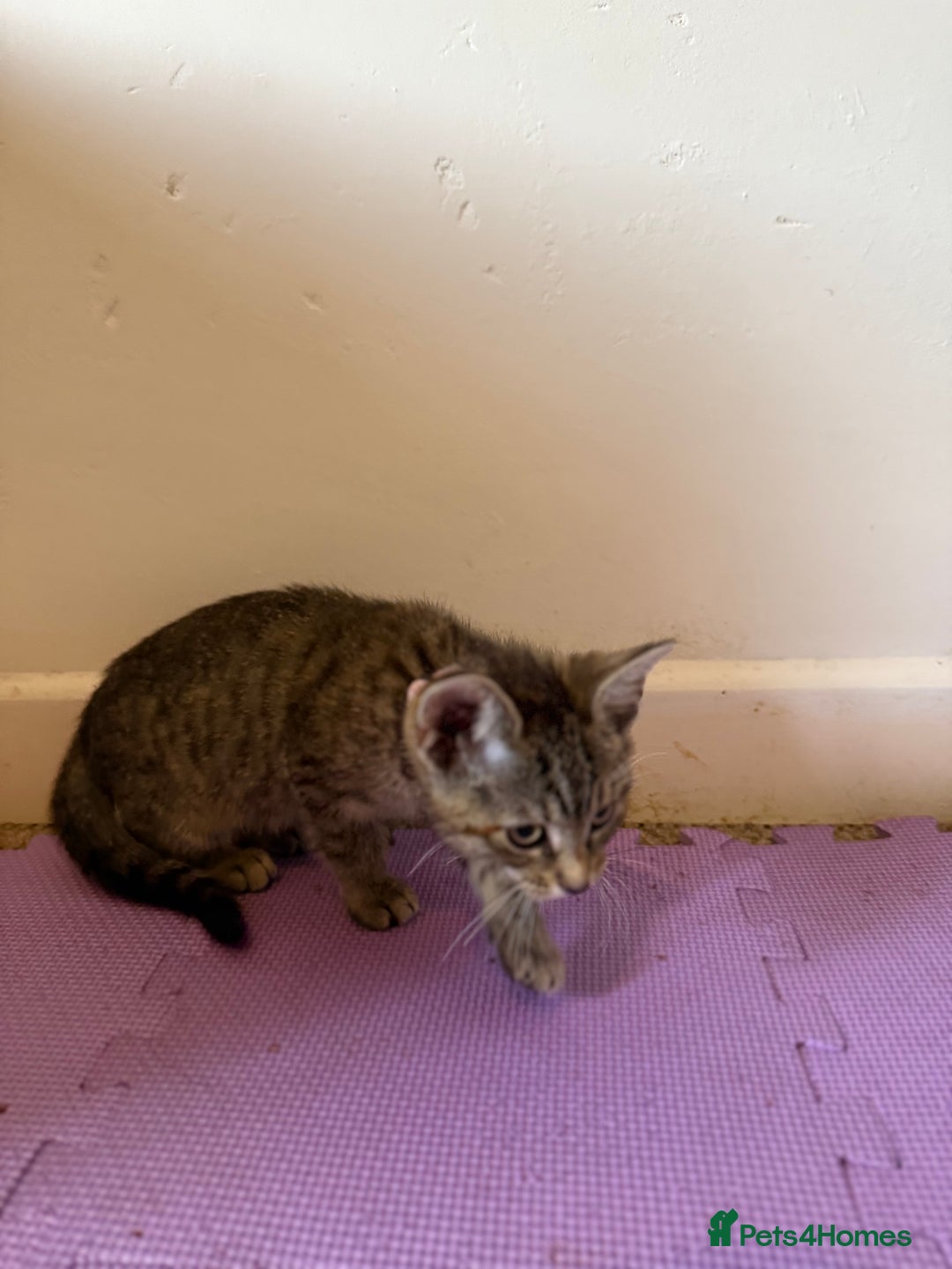 Domestic Shorthair cats for sale: 5 Kittens Looking For A Good Home - Image 8