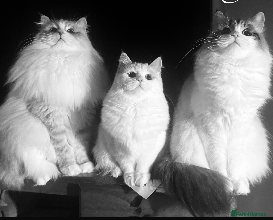 Siberian cats “Cat share” 3 GCCF Neva Masquerade Siberian cats  - Advert 3