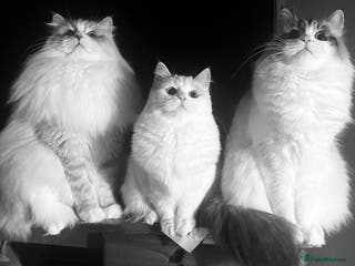 Siberian cats “Cat share” 3 GCCF Neva Masquerade Siberian cats - Advert 2