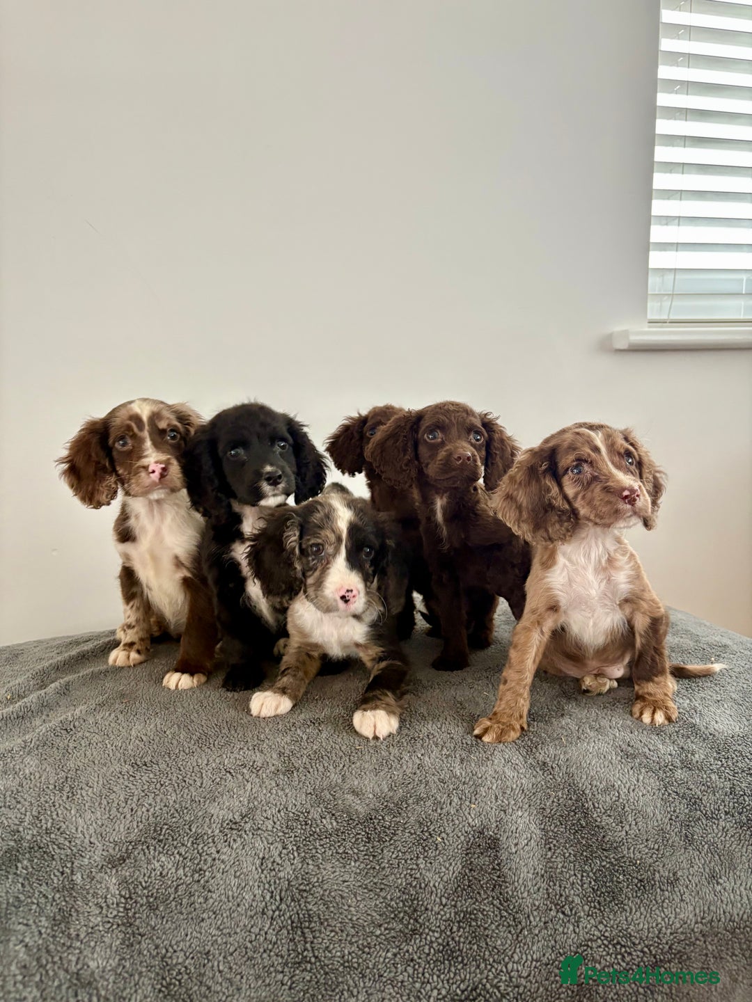 Cocker Spaniel dogs for sale: Cocker spaniel puppies  - Image 2