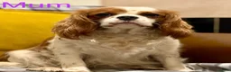 Cavapoo dogs for sale: Outstanding F1 Toy’s - Health Tested - KC parents - Advert 16