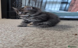 British Shorthair cats for sale: Beautiful British short hair  - Image 4