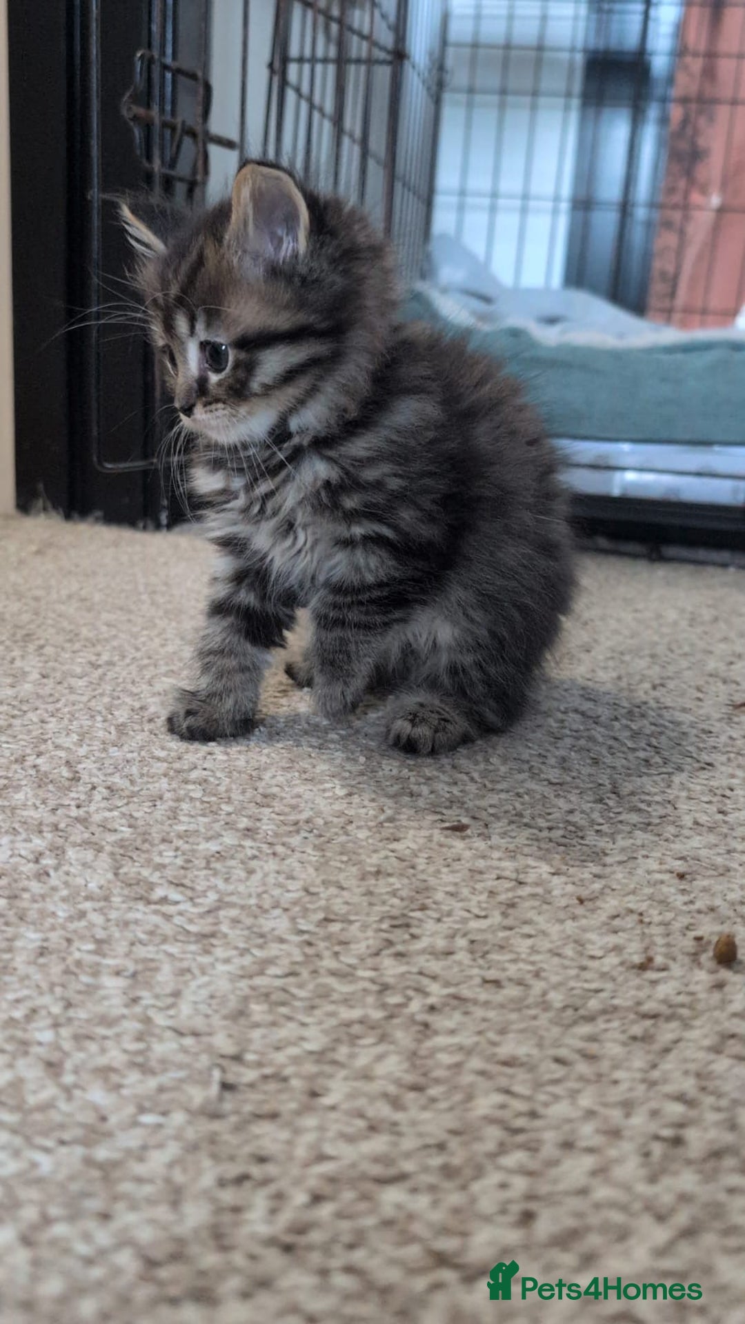 British Shorthair cats for sale: Beautiful British short hair  - Image 4