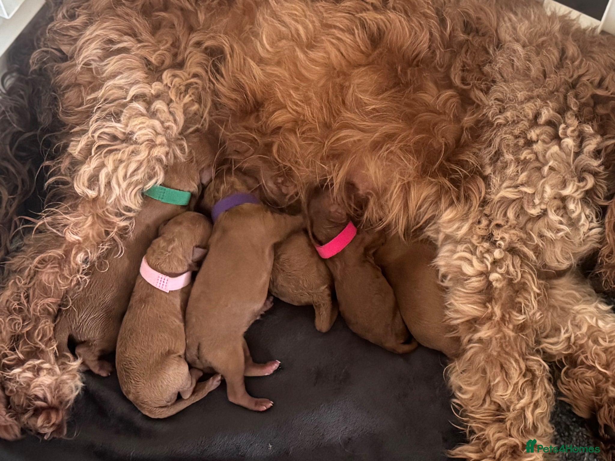 Cavapoo dogs F1b Cavapoo female 💗 - Advert 1