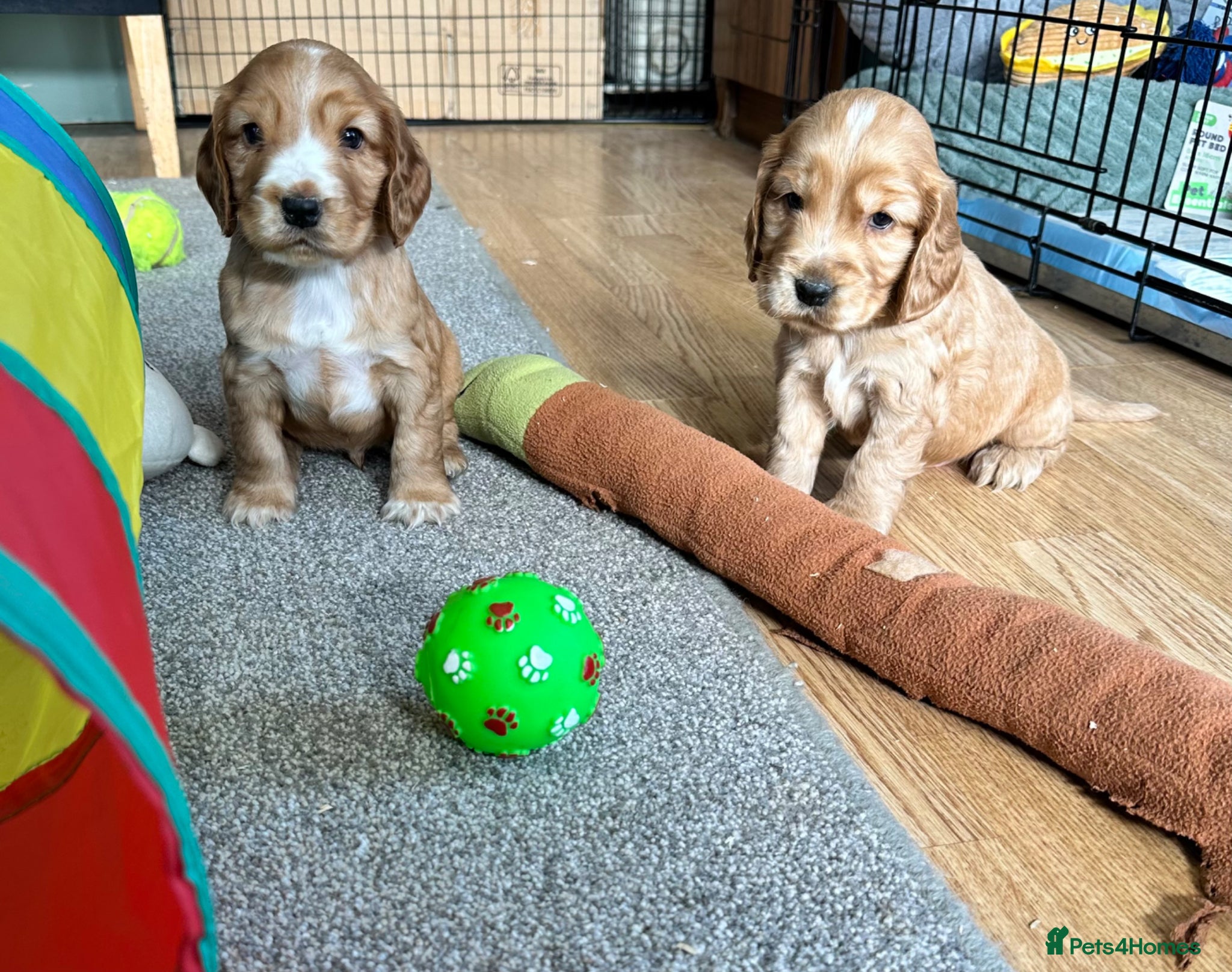 Cocker Spaniel dogs Handsome show type gold boys - Advert 1