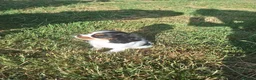 Cavalier King Charles Spaniel dogs for sale: Gorgeous unique Tri girl - Advert 5