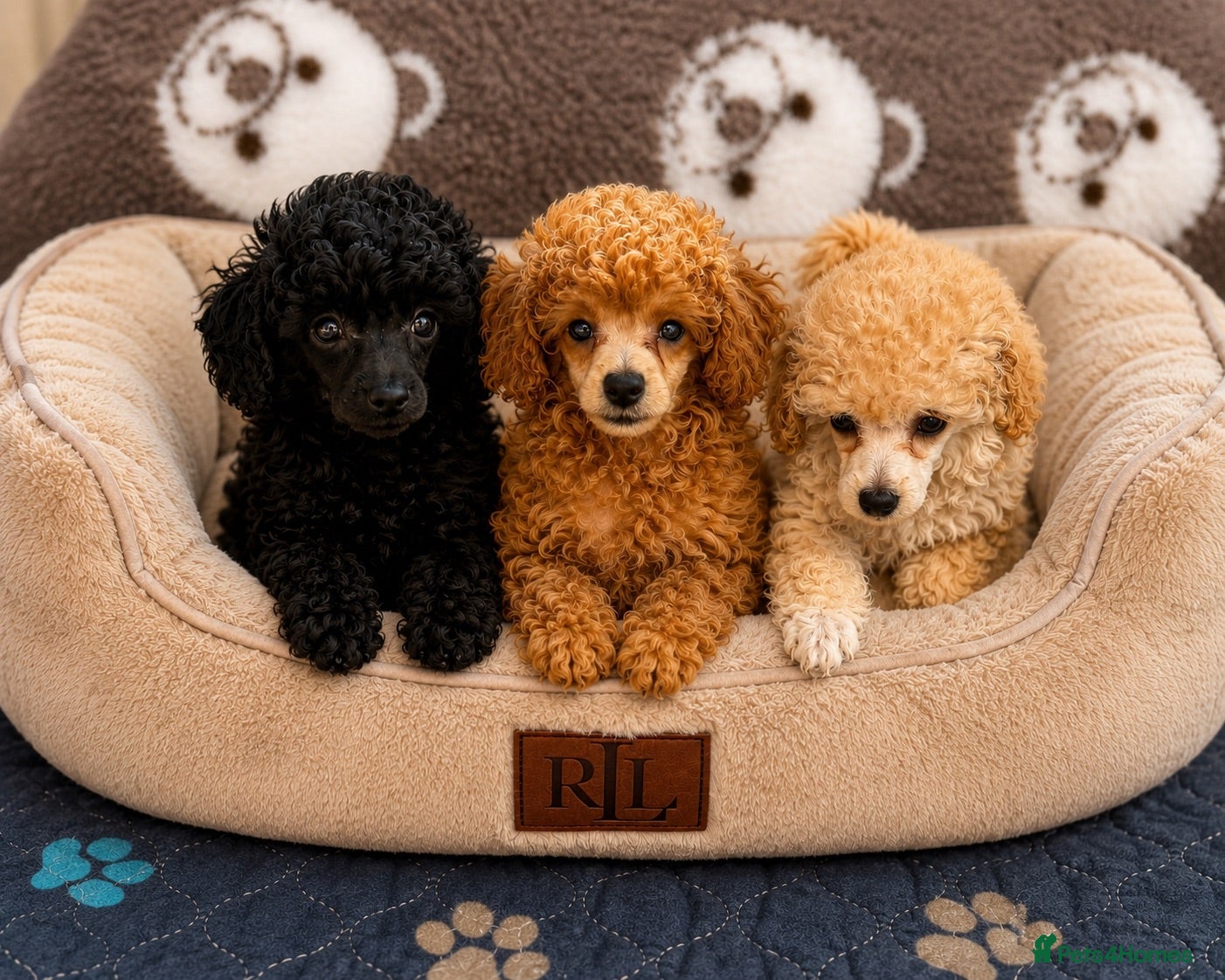 Toy Poodle dogs Exquisite KC Reg Toy Poodle  - Advert 1