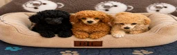 Toy Poodle dogs for sale: Exquisite KC Reg Toy Poodle  in Larkhall - Advert 1