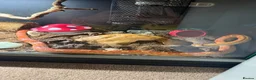 Corn Snake reptiles for sale: Male corn snake + setup in Norwich - Advert 3