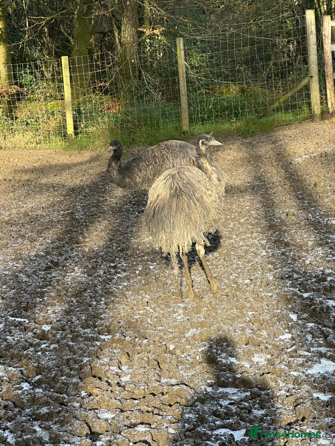 Emus poultry for sale: 6 emus for sale  - Advert 2