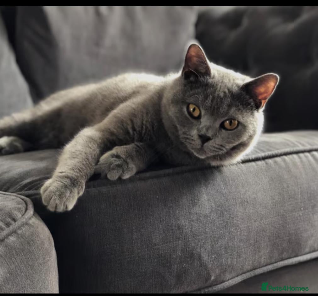 British Shorthair cats Beautiful Chonky British shorthair gccf registered - Advert 4