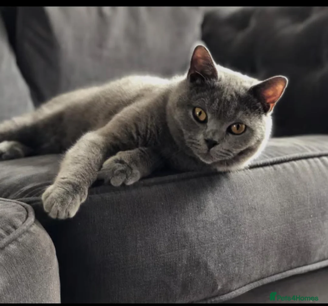 British Shorthair cats for sale: Beautiful Chonky British shorthair gccf registered - Advert 1