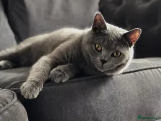 British Shorthair cats Beautiful Chonky British shorthair gccf registered - Advert 4