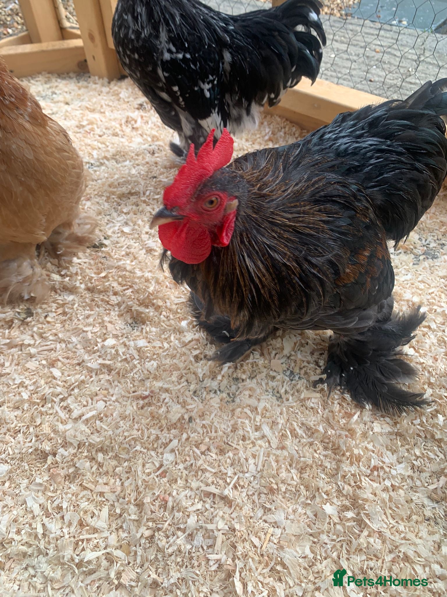 Chickens poultry for sale: Bantam chickens  in Gillingham - Advert 2