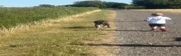 Mixed Breed dogs for sale: Mixed breed male  in Bicester - Advert 8