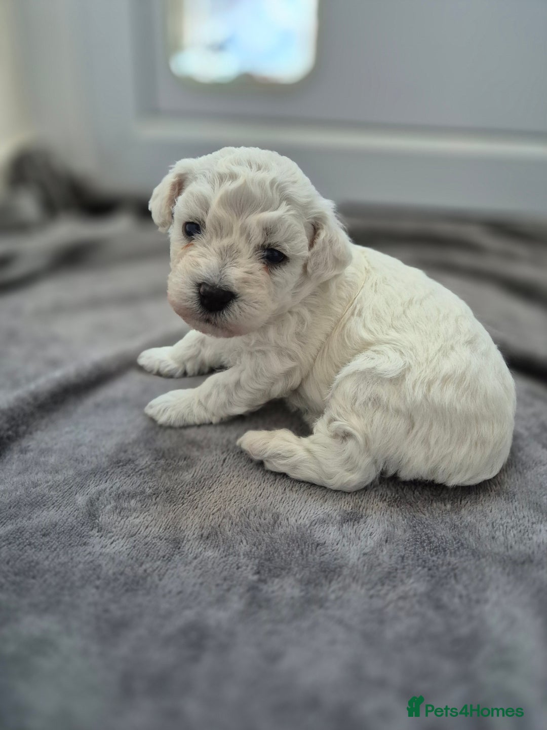 Bichon Frise dogs for sale: Pure White Bishon Frise - Advert 4