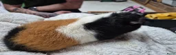 Guinea Pig rodents for sale: Pure breed Teddy - Advert 2