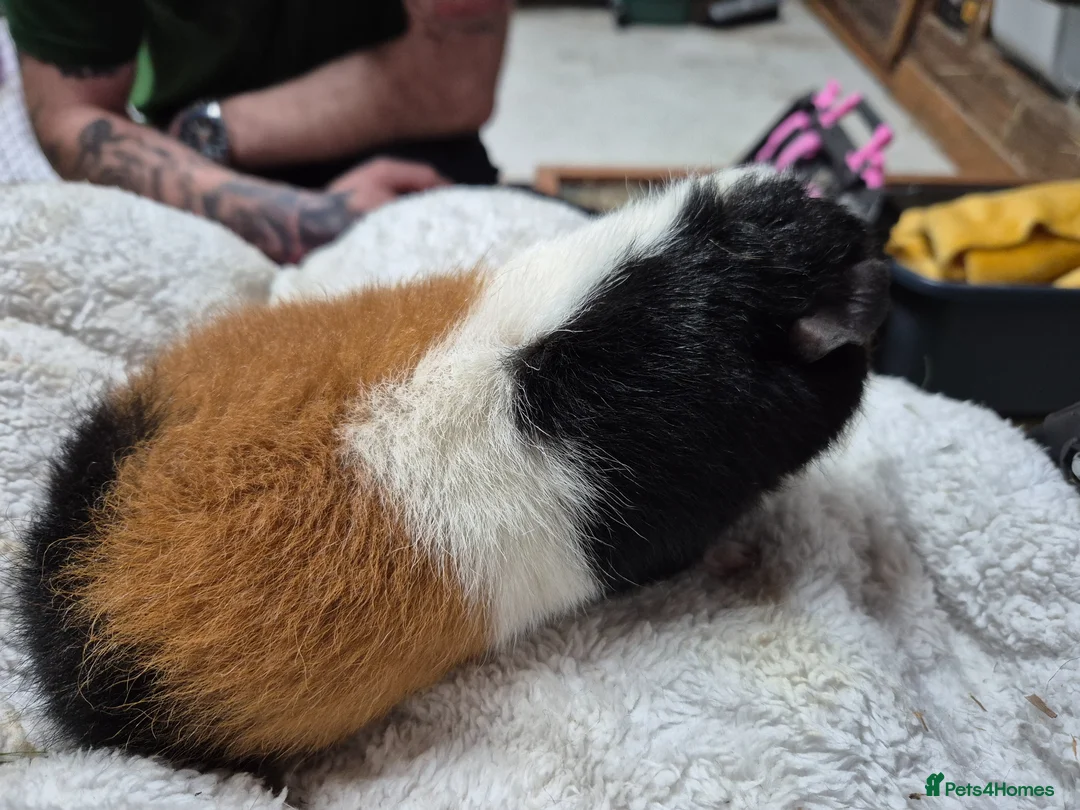 Guinea Pig rodents for sale: Pure breed Teddy - Advert 2
