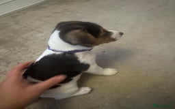 Jack Russell dogs for sale: Jack Russell litter of 7 - Advert 14