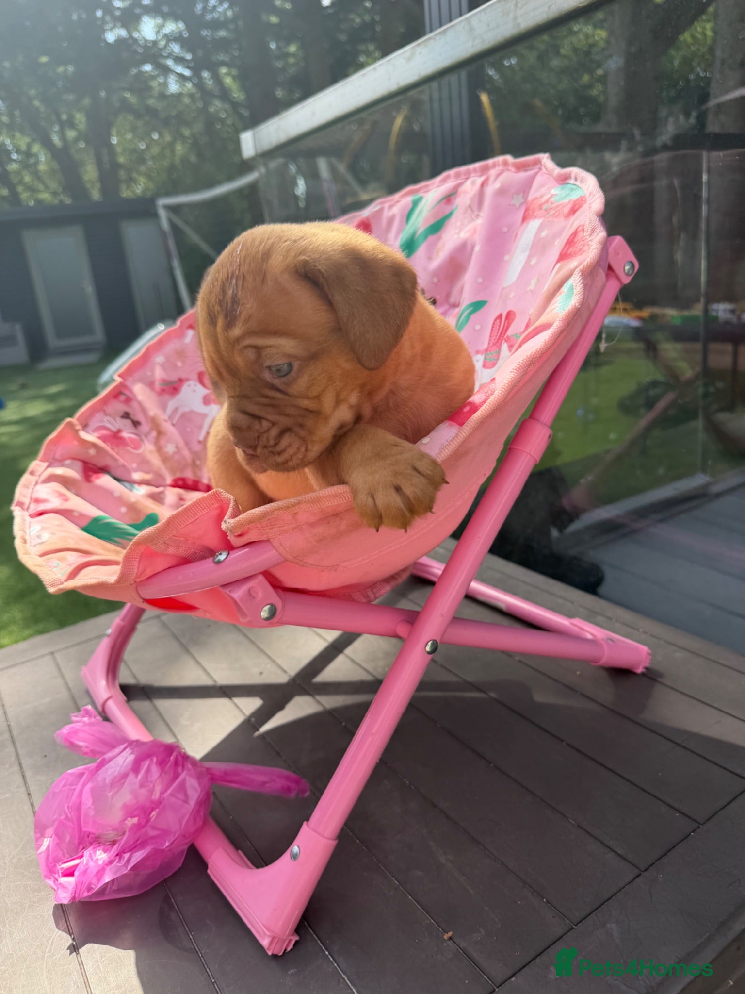 Dogue De Bordeaux dogs Stunning litter of dogue de Bordeaux - Advert 1