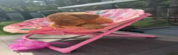 Dogue De Bordeaux dogs for sale: Stunning litter of dogue de Bordeaux in Epping - Advert 1