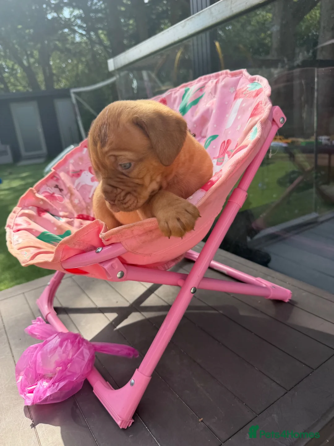 Dogue De Bordeaux dogs for sale: Stunning litter of dogue de Bordeaux in Epping - Advert 1