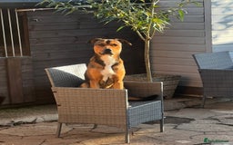 Mixed Breed dogs for sale: Staff/lab/collie pups  - Advert 3