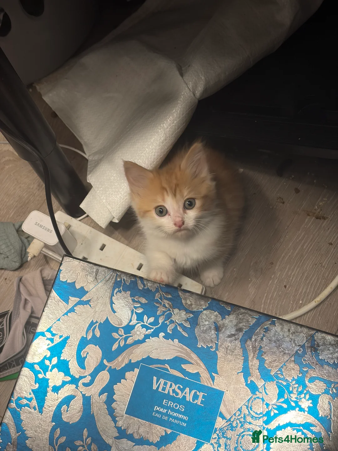 Mixed Breed cats for sale: Ginger and white kittens  - Advert 13