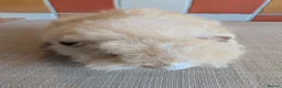 Guinea Pig rodents for sale: Gorgeous alpaca boys looking for their 5* home - Advert 7