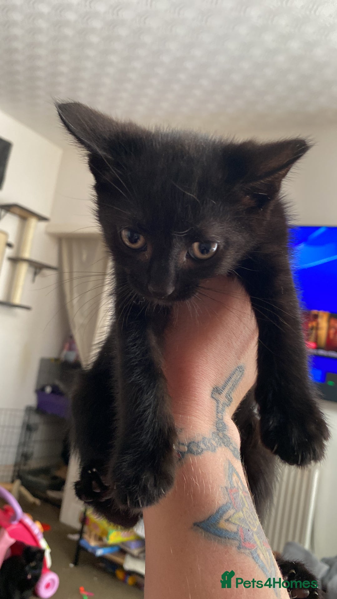 Domestic Shorthair cats for sale: 4 cats in need of homes  - Advert 2