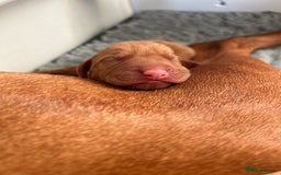 Hungarian Vizsla dogs for sale: Stunning puppies  - Image 1