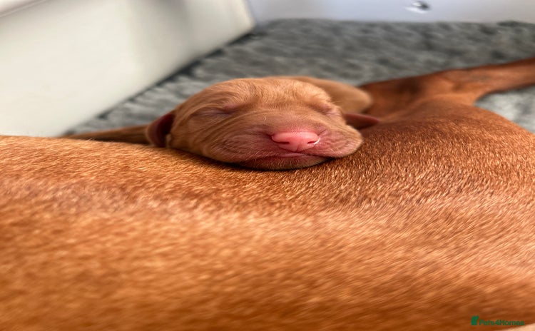 Hungarian Vizsla dogs - Advert 5