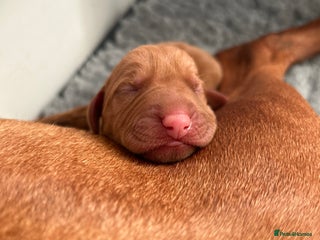 Hungarian Vizsla dogs for sale - Advert 1
